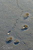 Pumice trails