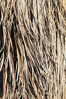 Cabbage tree leaves