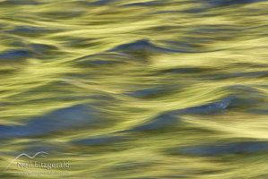 Golden reflections