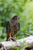New Zealand falcon