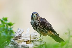 New Zealand falcon