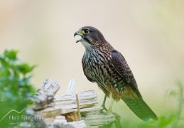Birds of prey