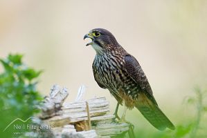 New Zealand falcon