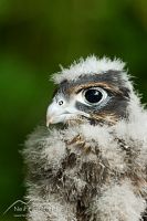 NZ falcon chick
