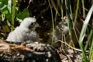 NZ falcon chicks