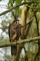 New Zealand falcon
