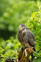 New Zealand falcon