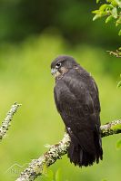 New Zealand falcon