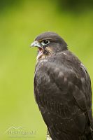 New Zealand falcon