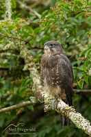 New Zealand falcon