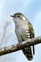 Shining cuckoo