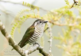 Cuckoos