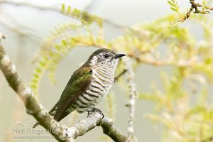 Shining cuckoo
