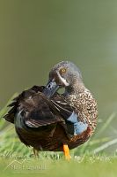 Australasian shoveler