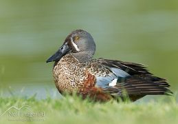 Australasian shoveler