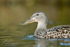 Australasian shoveler