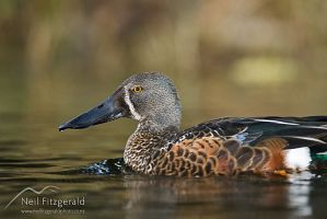 Australasian shoveler