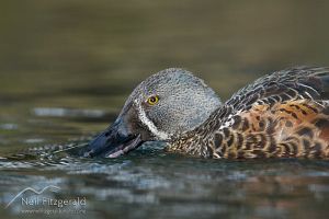 Australasian shoveler