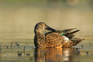 Australasian shoveler