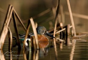Australasian shoveler