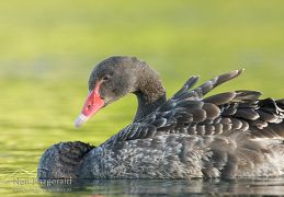 Black swan