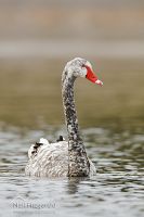 White black swan