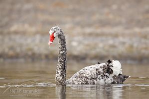 White black swan