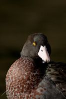 Blue Duck / Whio
