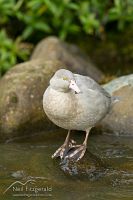 Blue duck