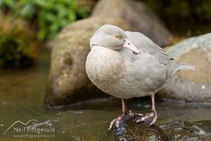 Blue duck