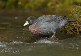 Blue duck