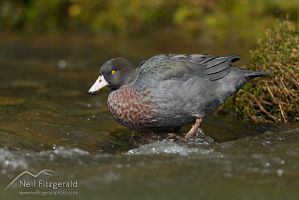 Blue duck