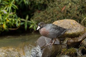 Blue duck