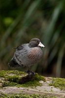 Blue duck