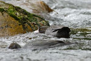 Blue duck