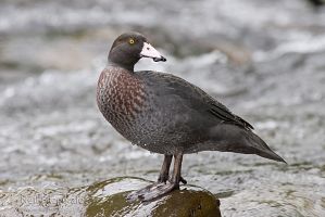 Blue duck