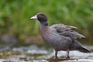 Blue duck