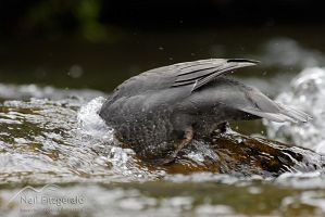 Blue duck