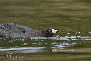 Blue duck