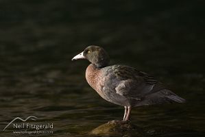 Blue duck