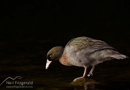 Ducks, geese & swans