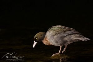 Blue duck