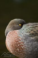 Blue duck