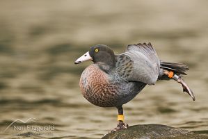 Blue duck