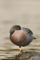 Blue duck