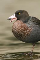 Blue duck