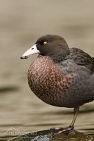 Blue duck