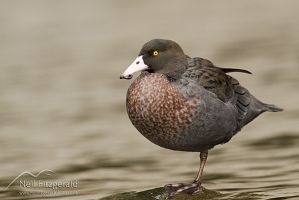 Blue duck