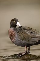 Blue duck