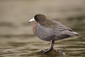 Blue duck